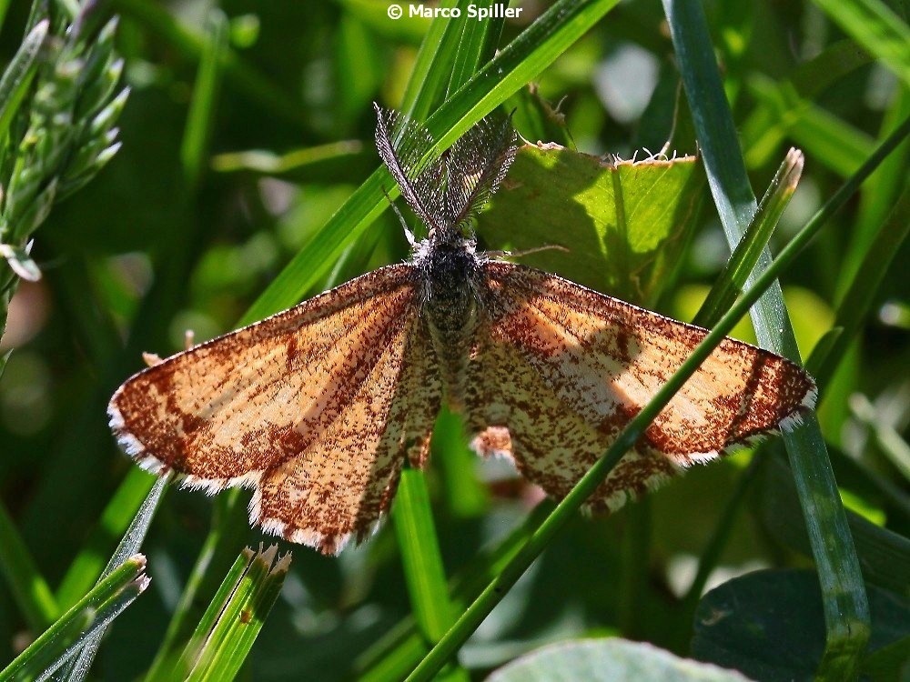 Falena da identificare - Ematurga atomaria, Geometridae